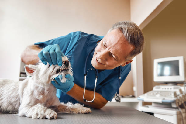 Best Same-Day Emergency Dental Services in Palm Harbor, FL